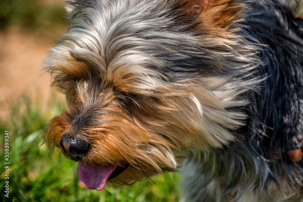 Close up small cute adorable Yorkshire Terrier Yorkie is cooling down in nature. The dog is showing the tongue against green grass background. Natural light, low angle, shallow depth of field Close up small cute adorable Yorkshire Terrier Yorkie is cooling down in nature. The dog is showing the tongue against green grass background. Natural light, low angle, shallow depth of field