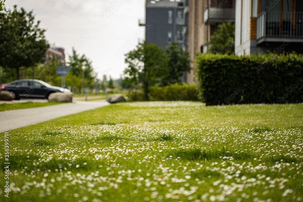 green space with small white daisies