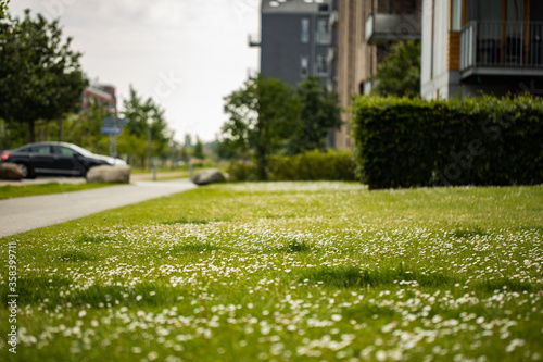 green space with small white daisies