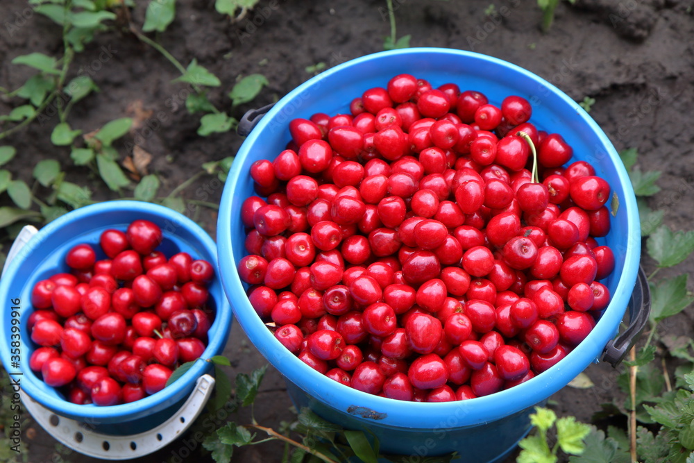 red currants in a bowl red currants in a bowl