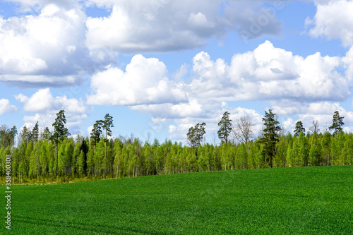 green cereal field on a background of forest and blue sky