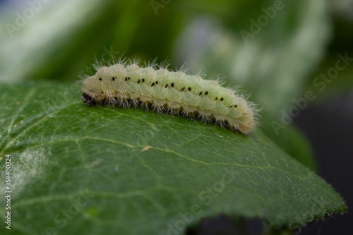 Сaterpillar creeps on big green leaf Eating