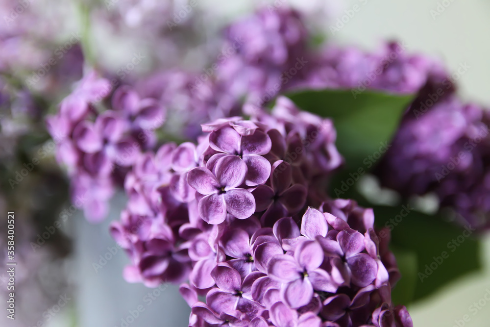 Spring floral background with purple lilac plant flowers. Common Syringa herb. Spring floral background with purple lilac plant flowers. Common Syringa herb.