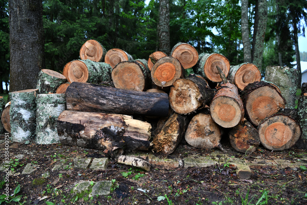 beautiful birch logs with beautiful age rings beautiful birch logs with beautiful age rings