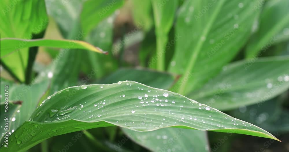Water droplets on green leaf in the garden. Shiny drops on leaves, foliage after rain. Water droplets on green leaf in the garden. Shiny drops on leaves, foliage after rain.