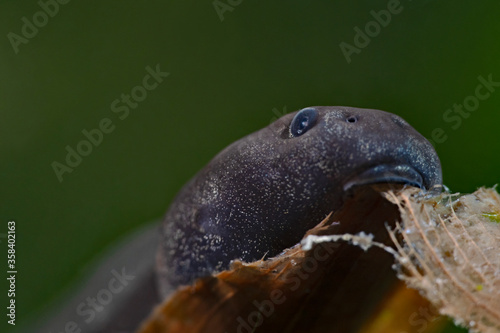 Fototapeta Naklejka Na Ścianę i Meble -  Toad tadpole, Erdkröten Kaulquappe (Bufo bufo)