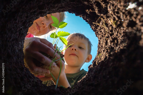 Son and mother planting plant together in pit in garden. View from hole from bottom up. Gardening and growing trees and sprouts in soil. Farmer child transplant strawberry bush in dug bed in ground