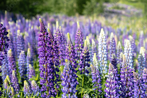 Lupine field on a sunny day