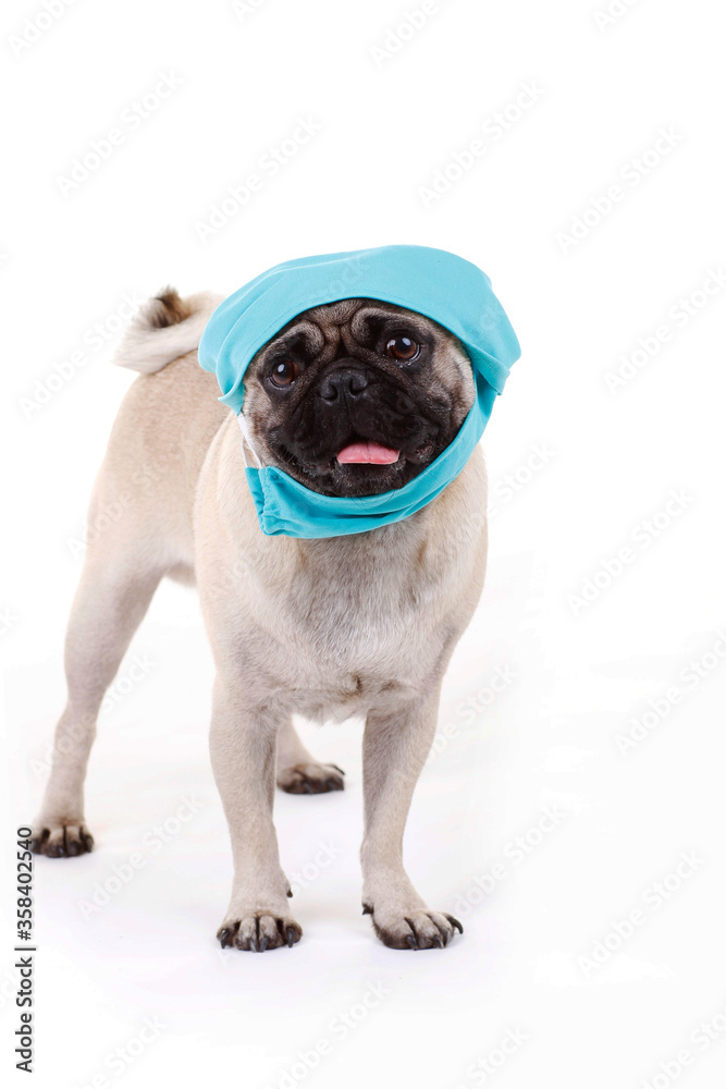 Pug dog with face mask