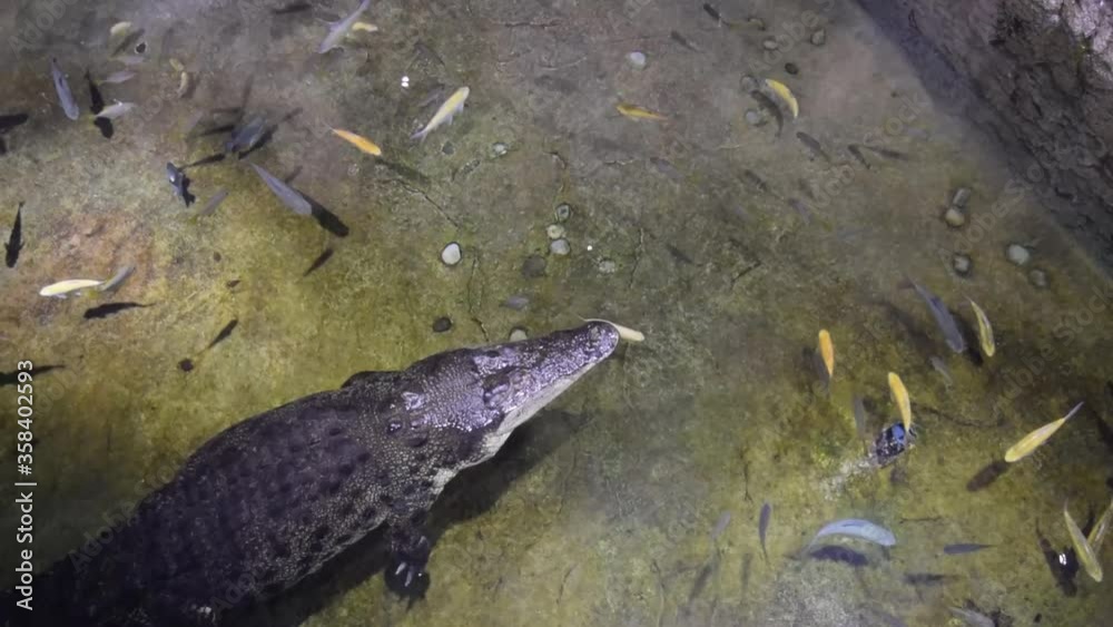 Top view of crocodile on the water surface with many small fish around. Huge alligator in underwater zoo. Saltwater crocodile Top view of crocodile on the water surface with many small fish around. Huge alligator in underwater zoo. Saltwater crocodile