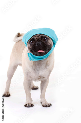 Pug dog with face mask © absolutimages
