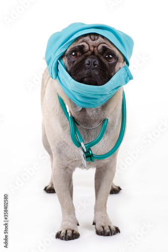 Pug dog with face mask © absolutimages