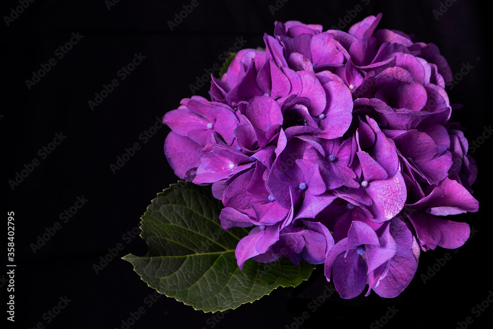 Vibrant violet hydrangea flower