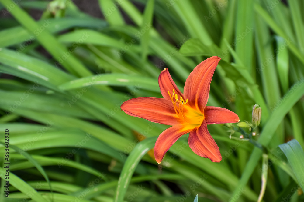 Lily seen from the side, flower with six orange petals. Defocused green leaves background.
