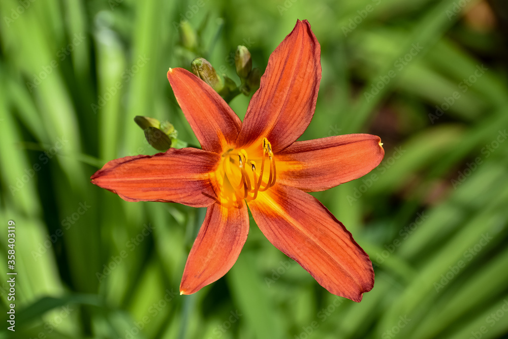 Starry-looking flower, dark orange, center yellow. Starry-looking flower, dark orange, center yellow.