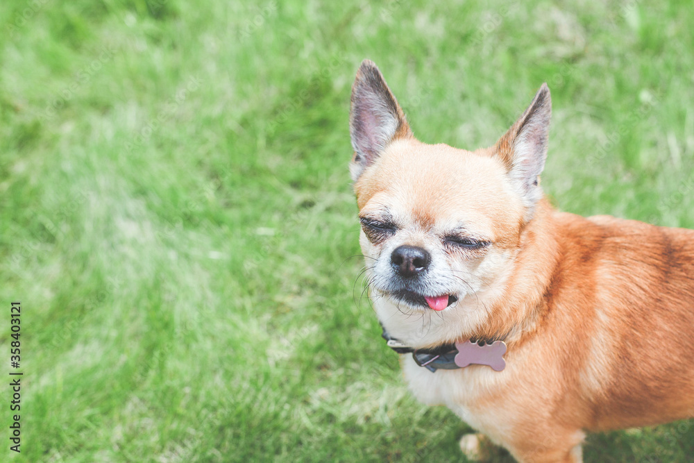Close-up portrait of ginger chihuahua, green lawn, place for text 