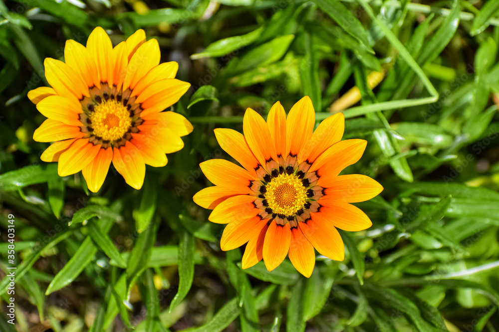 Two multi-petalled flowers, yellow and orange petals with a dark center. Presence of disc floret. Green elongated leaves. Two multi-petalled flowers, yellow and orange petals with a dark center. Presence of disc floret. Green elongated leaves.