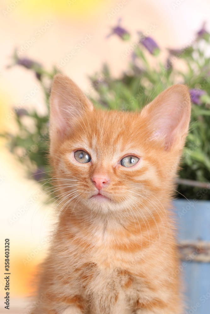 Cute red domestic kitten