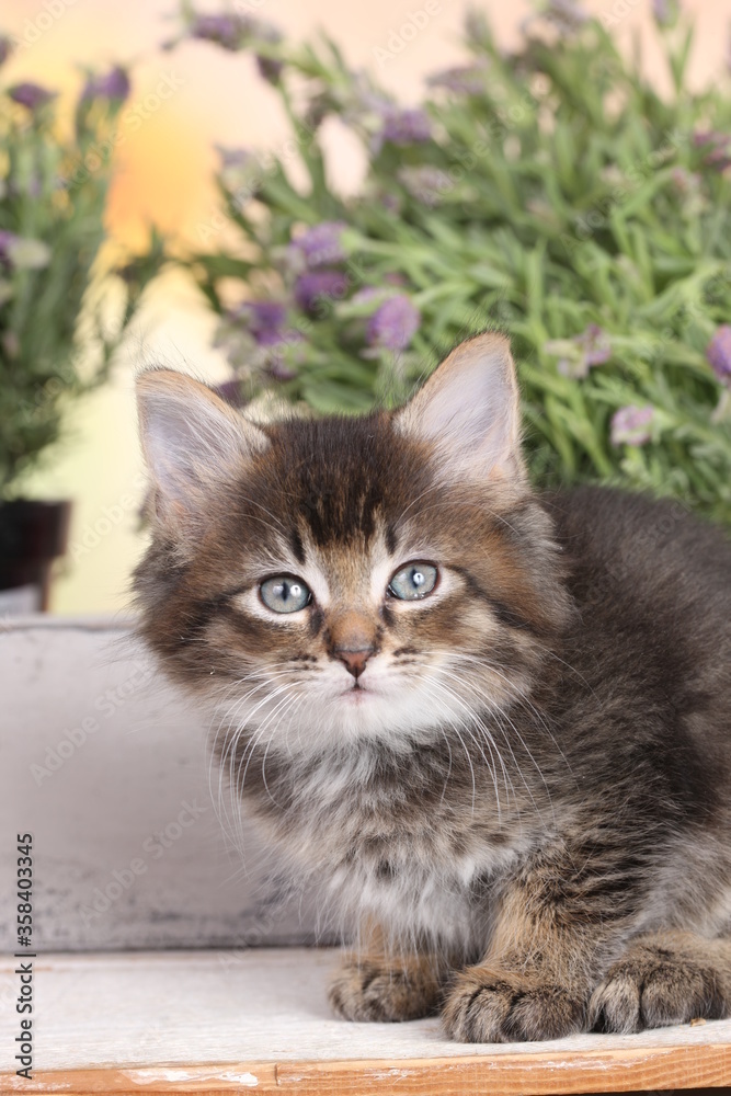 Cute brown tabby domestic kitten