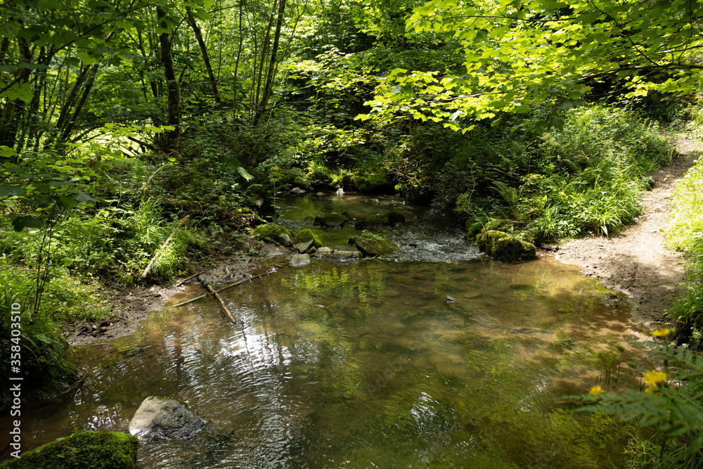 Rio que cruza el camino del bosque Rio que cruza el camino del bosque