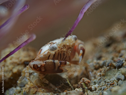 Harlequin swimming crab, Schwimmkrabbe (Lissocarcinus laevis) photo