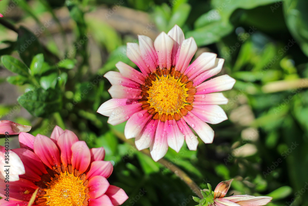 Obraz premium Beautiful flower with pink and white petals and a yellow core on a blurred green background
