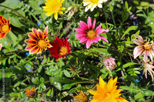 Bright colorful multicolored flowers on a blurred green background. Wonderful photo wonderful blooms