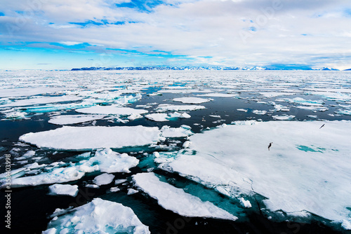 Ice pieces on the water in Arctic