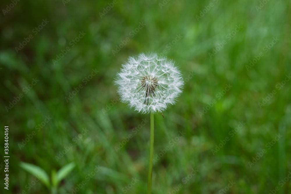 white fluffy dandelion in the center of the picture on the background of bright green grass in early summer. white fluffy dandelion in the center of the picture on the background of bright green grass in early summer.