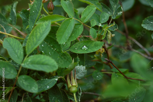 early morning, on a green leaf of a rosehip there is a brilliant transparent drop of rain.
lmage with selective focus photo