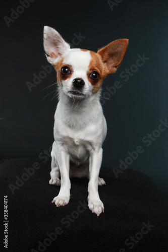 Chihuahua on black background