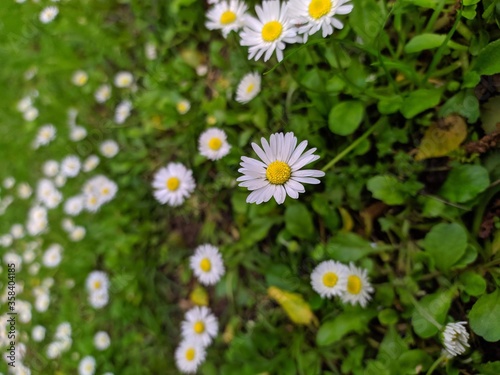 Daisies surrounded by the Carpathian mountains  Ukraine.