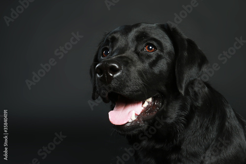 Portrait of a black labrador © absolutimages