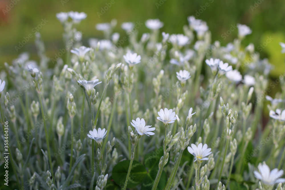 Meadow of many small white flowers on a blurred background. Meadow of many small white flowers on a blurred background.