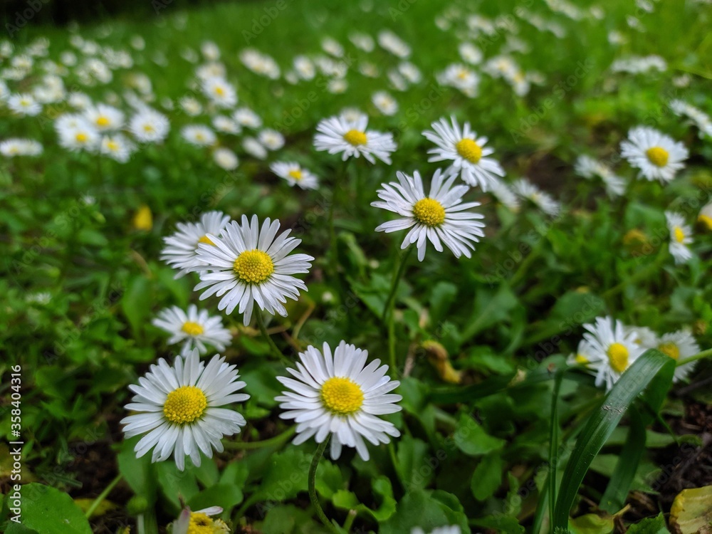Daisies surrounded by the Carpathian mountains, Ukraine. Daisies surrounded by the Carpathian mountains, Ukraine.