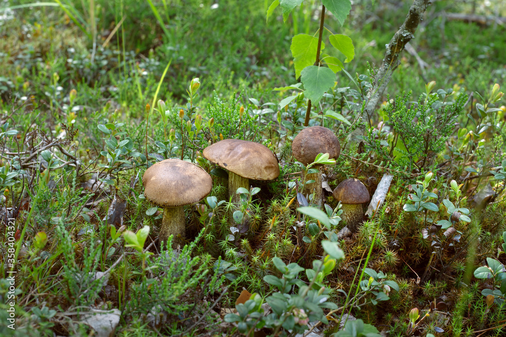 four boletus mushrooms stand in a row on a forest hill among green moss and bilberry bush. four boletus mushrooms stand in a row on a forest hill among green moss and bilberry bush.