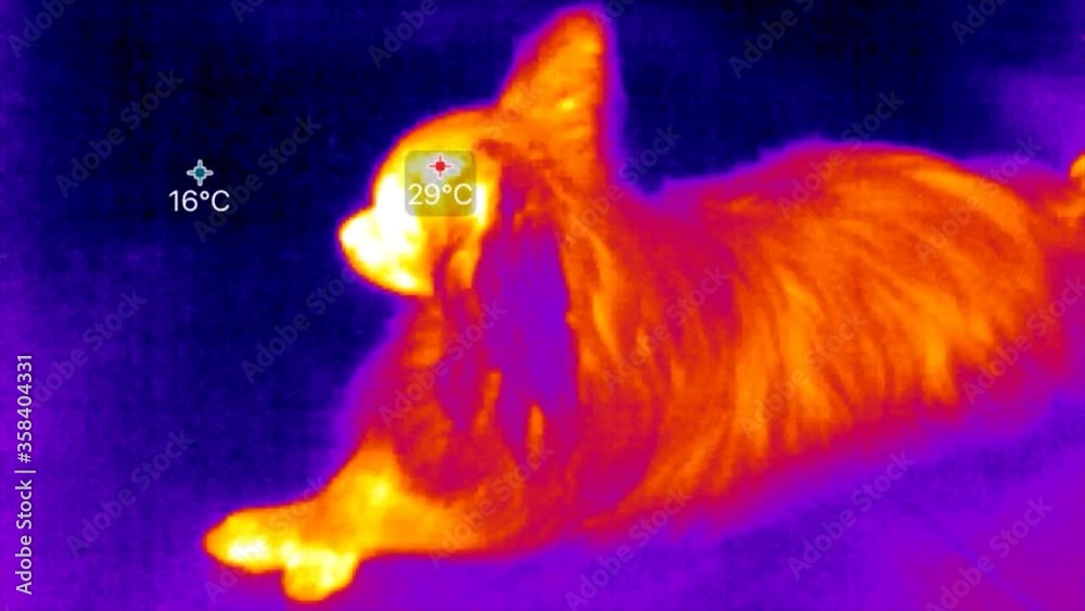 Thermal imaging camera detecting measures the temperature in dogs