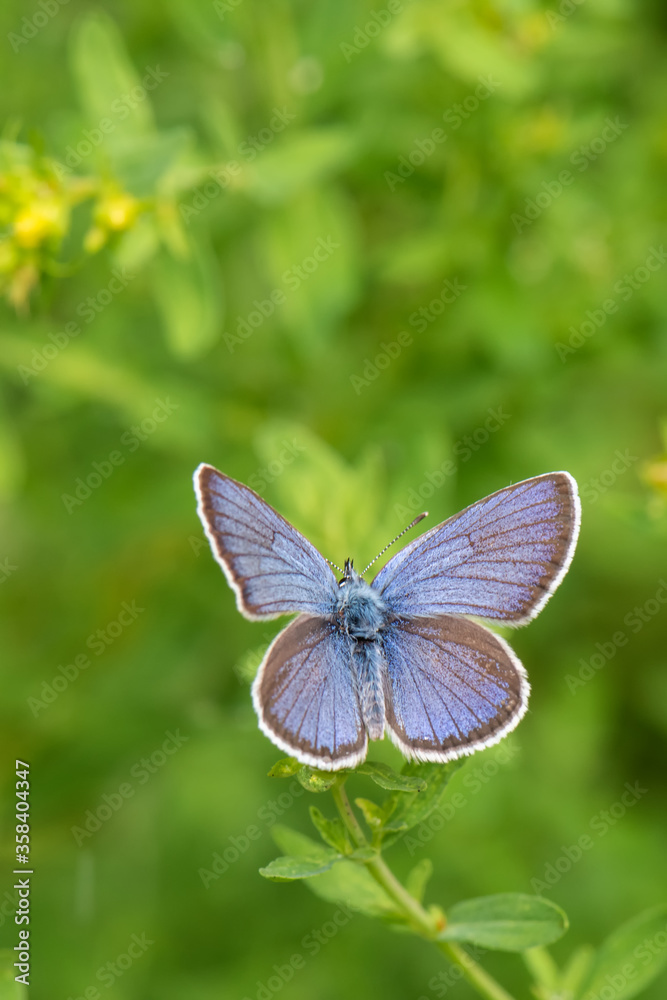 Fototapeta premium Lycaenidae / Çokgözlü Amanda / Amanda blue / Polyommatus amandus