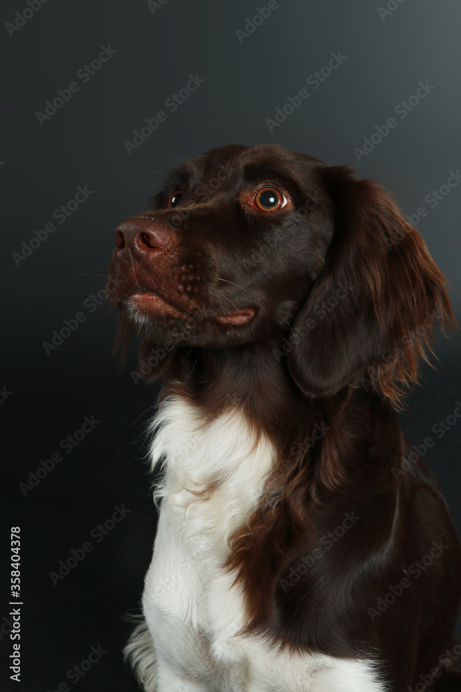 German shorthair looks sidewise