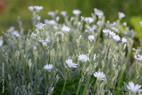 Meadow of many small white flowers on a blurred background.