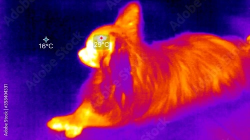 Thermal imaging camera detecting measures the temperature in dogs ..Animals thermal camera concept.. photo