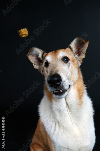 collie shorthair catches treats © absolutimages