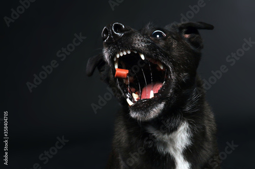 black dog catches treats photo