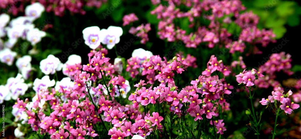 Flowers Flowers