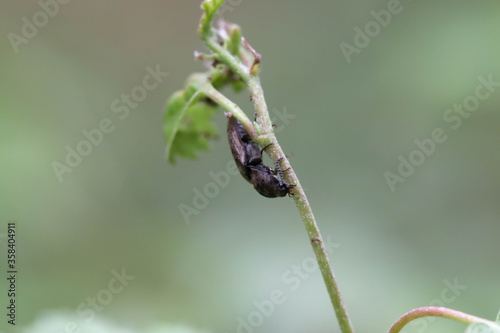 Macro photo with soft focus of a nutcracker beetle on a plant stem.