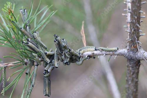 Macro photo with soft focus of the caterpillars that eat pine needles in the forest.