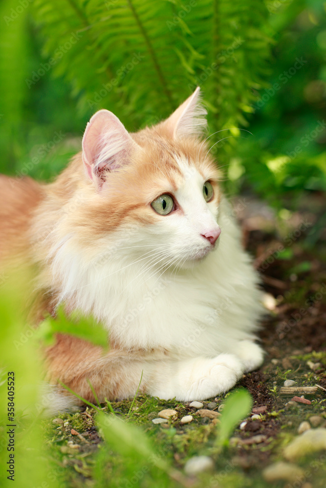 Red and white norwegian forest cat outdoor