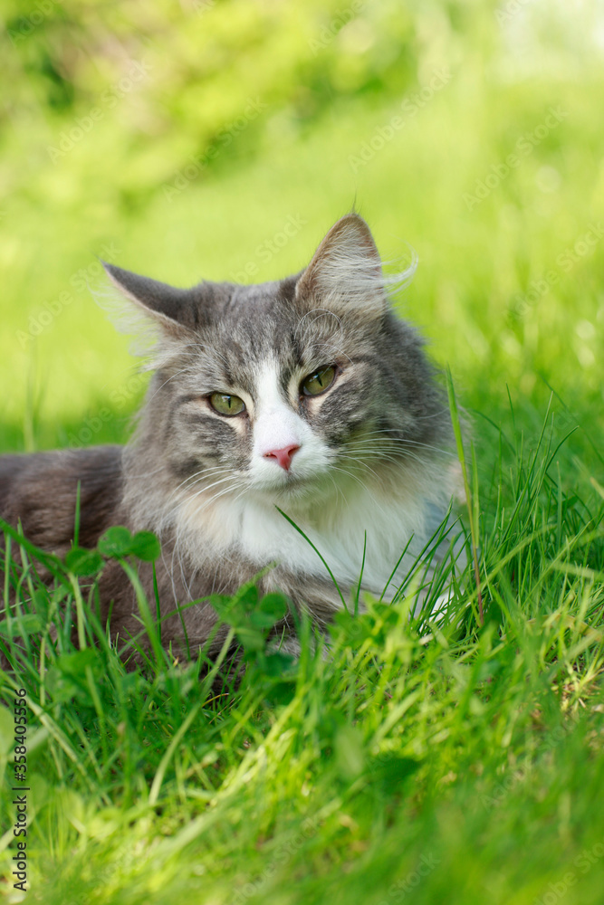 Cute norwegian forest cat looking at camera outdoor