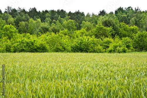Field of green wheat and trees