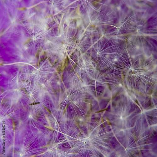 dandelion white purple fluff light